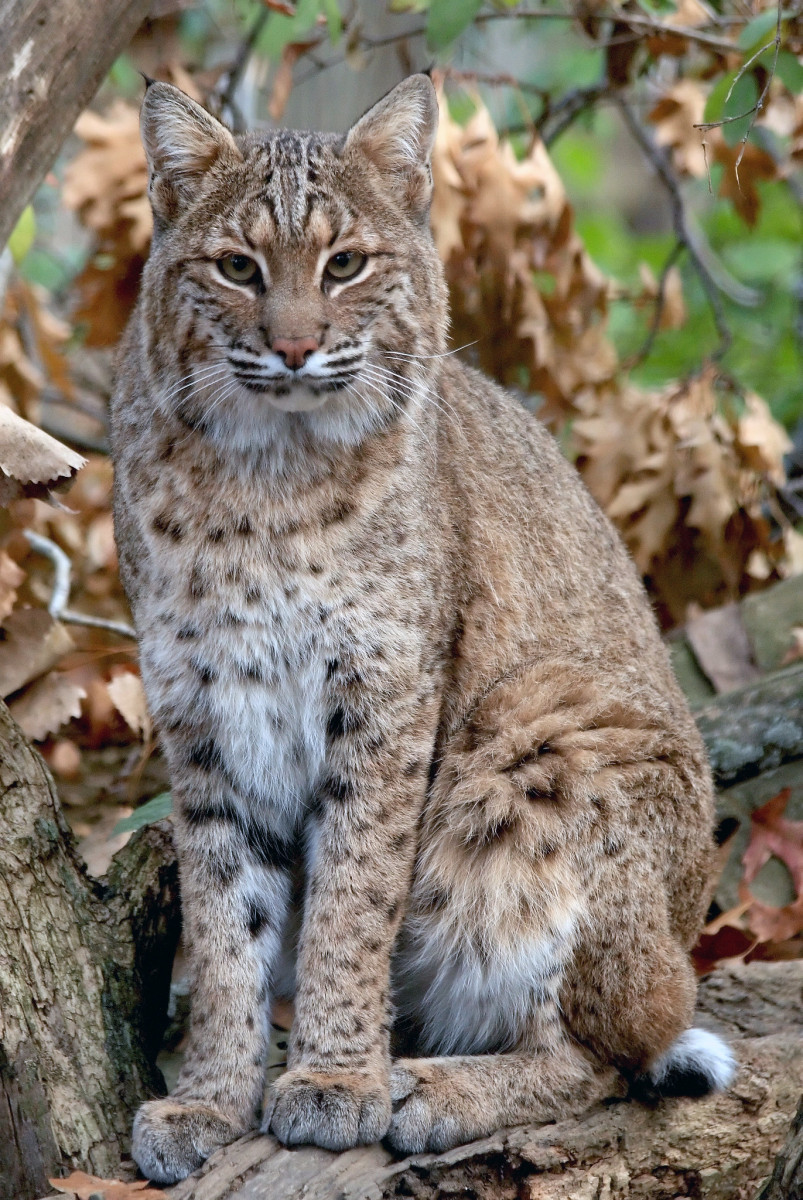 A bobcat sits on a log near some fallen leaves. Researchers at UConn are using a new model to track the resting behavior of bobcats.